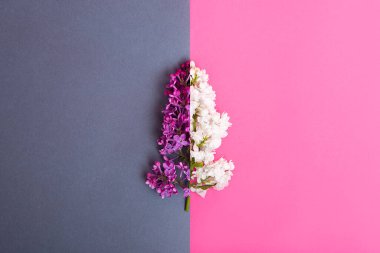 flowers lilac white and purple on a double background of gray and pink. spring may bouquet. blank for desig