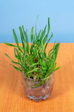 Sağlıklı beslenen bir bardak ot.. 