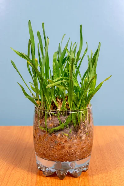 Sağlıklı beslenen bir bardak ot.. 