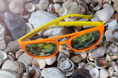 Deniz kabuklarında güneş gözlüğü Yazın. 