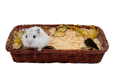 hamster in a basket not a white background. 