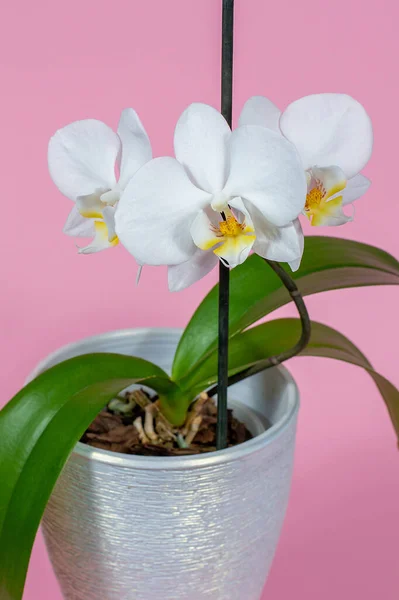 Orquídea Blanca Una Olla Sobre Fondo Rosa Hermosa Flor Primavera — Foto de Stock