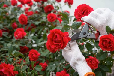 Çiçekli kırmızı güllerin filizlendiği arka planda bahçe aletleri budanmış. Çiçekçiler ve manzara tasarımcıları için konsept
