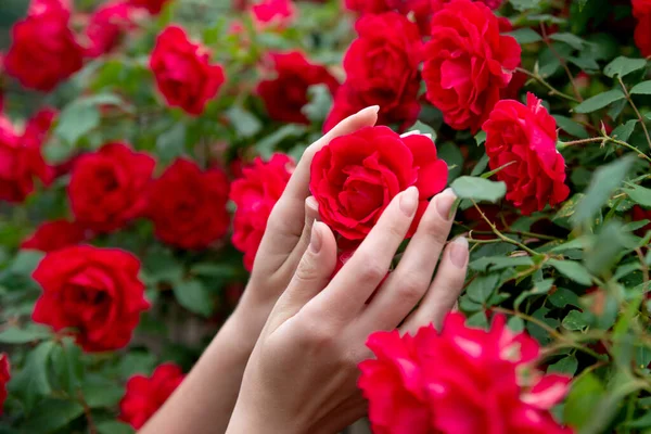 Gardener Hands Hold Bush Red Bloom Roses Girl Doing Floristry — Stock Photo, Image