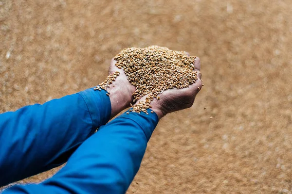 farmer\'s hands with grain of wheat in the warehouse. concept of a problem with the supply of grain from Ukrain