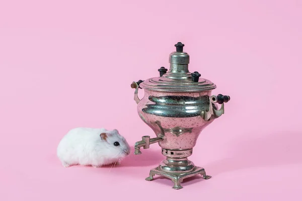 samovar on a pink background. white mouse hamster. pet shop zoo pet. rodent fluffy rat with a mustache.