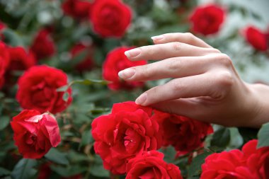 Bahçıvanın elleri kırmızı güllerden bir çalıyı tutuyor. Çiçekçi ve buket hazırlayan kız.