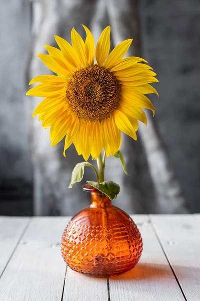 sunflower in a vase on a table of color in the rays of the sun in autum