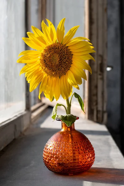 sunflower in a vase in the summer on an open gray window in the rays of the su