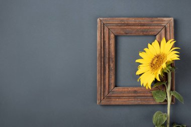 sunflower and wooden frame on a gray background. stylish concept. copyspace. flat la