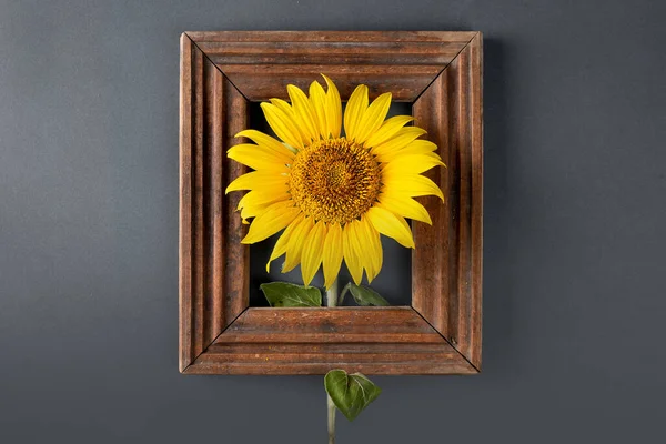 Sunflower Wooden Frame Gray Background Stylish Concept Copyspace Flat — Foto Stock