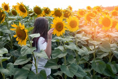 Arka planda sarı ayçiçekleri tarlada yetişir. Tarım ekinleri toplamda çiçek açıyor