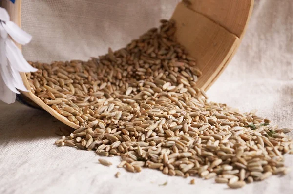 seedcorn