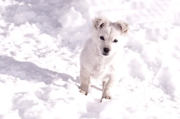 Speelgoed hond op een wandeling — Stockfoto