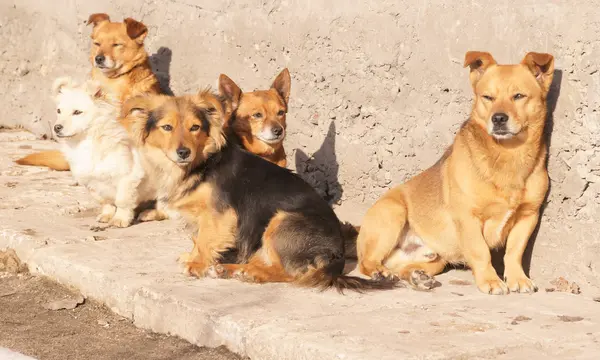 beş harika köpek güneş alıyor