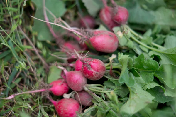 Radish — Stock Photo, Image