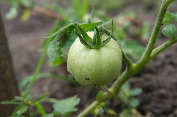 underripe yeşil domates