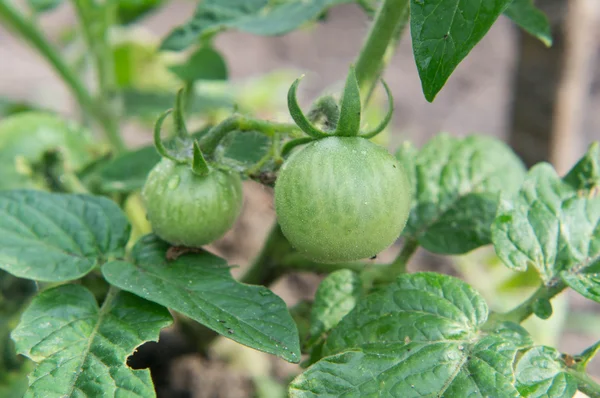 underripe yeşil domates