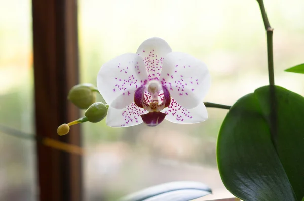 Orchid Stock Image