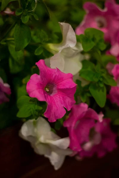 Heldere Roze Witte Petunia Een Bloempot Macro Foto Van Bloemen — Stockfoto