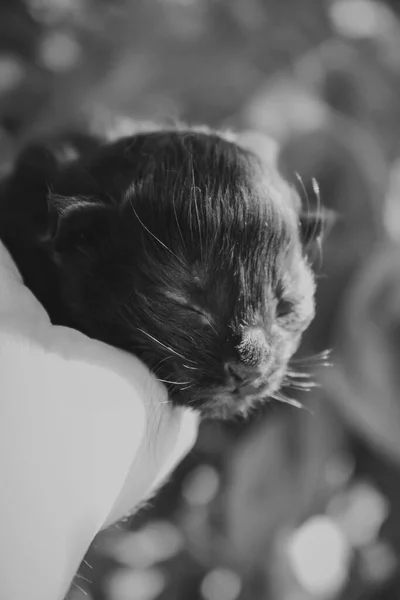 Новорожденный Котенок Черно Белое Макрофото Закрытые Глаза Маленький Милый Котенок — стоковое фото