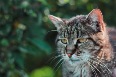 Doğanın arka planında güzel bir kedinin portresi. Yeşil arka plan. Ciddi kedi bakışı. Ev hayvanı 