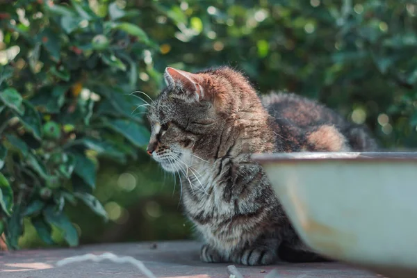 Πορτρέτο Μιας Όμορφης Γάτας Στο Φόντο Της Φύσης Πράσινο Φόντο — Φωτογραφία Αρχείου