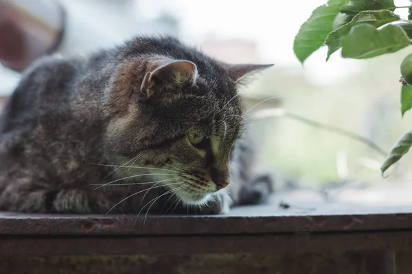 Retrato Hermoso Gato Sobre Fondo Naturaleza Fondo Verde Una Mirada — Foto de Stock