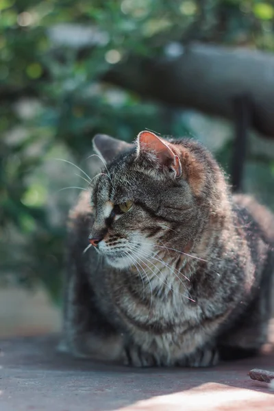 Porträtt Vacker Katt Bakgrunden Naturen Grön Bakgrund Allvarlig Kattblick Husdjur — Stockfoto