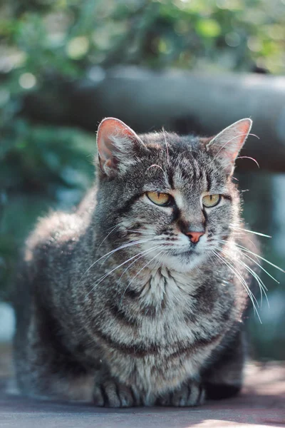 Retrato Belo Gato Fundo Natureza Fundo Verde Olhar Sério Gato — Fotografia de Stock