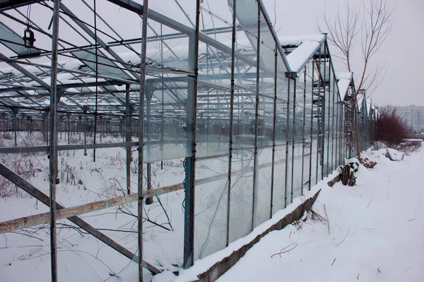 Invernaderos Vidrio Grandes Abandonados Invierno Nieve Blanca — Foto de Stock