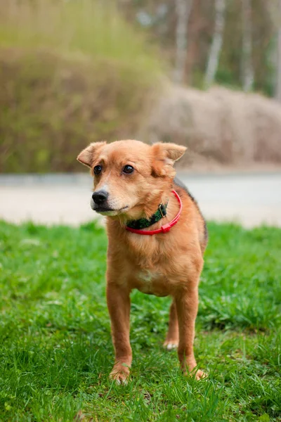 Πορτρέτο Ενός Όμορφου Κόκκινου Σκύλου Πράσινο Γρασίδι Σκύλος Στη Φύση — Φωτογραφία Αρχείου