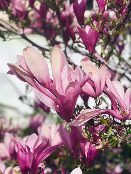 Mavi gökyüzüne karşı güzel pembe manolyalar açıyor. Bahar çiçekleri. yeşil yapraklar