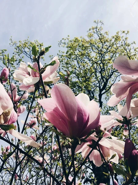 在蓝天的映衬下绽放着美丽的粉色木兰花 — 图库照片