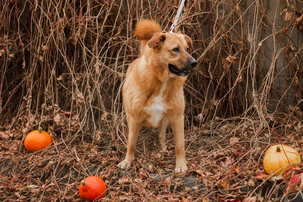 Rojo Pelo Grande Hermoso Perro Fondo Otoño Con Calabazas —  Fotos de Stock