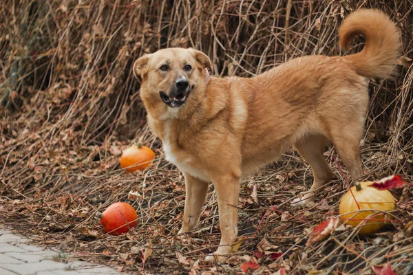 Rojo Pelo Grande Hermoso Perro Fondo Otoño Con Calabazas —  Fotos de Stock