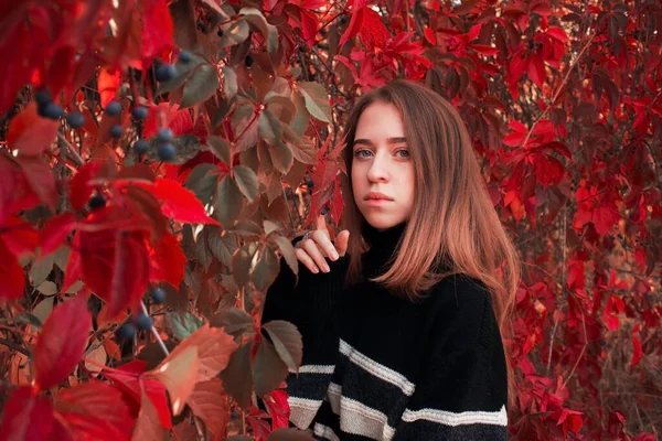 一个美丽可爱的女人在明亮的红叶衬托下的秋天画像 温暖的黑色毛衣 — 图库照片