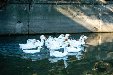 Baharda Bic Nehri 'nde kuğular.