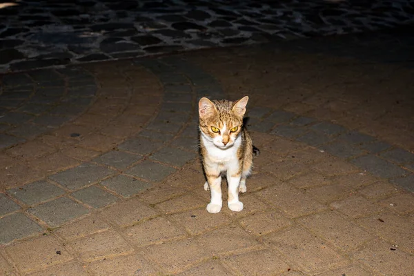 Mooie Kat Straat — Stockfoto