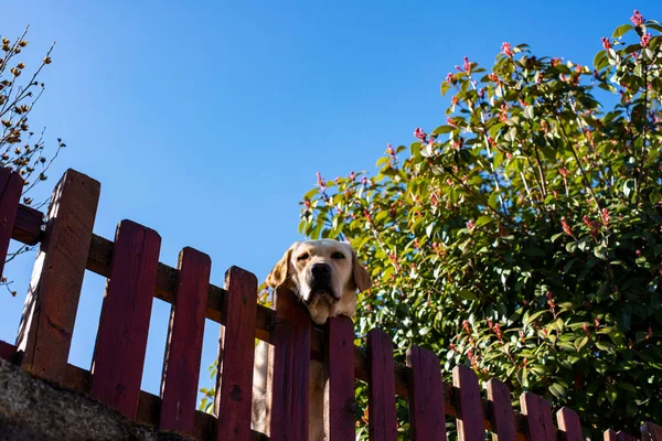 Hond Kijkt Het Hek — Stockfoto