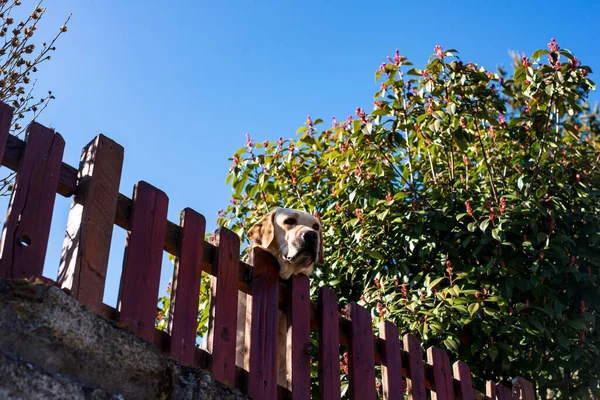 Der Hund Schaut Über Den Zaun — Stockfoto