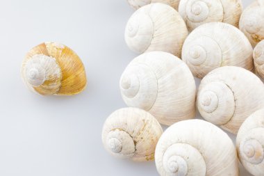 salyangoz kabukları
