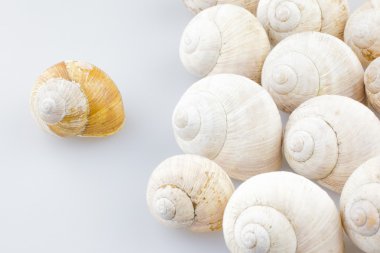 Snail shells clipart