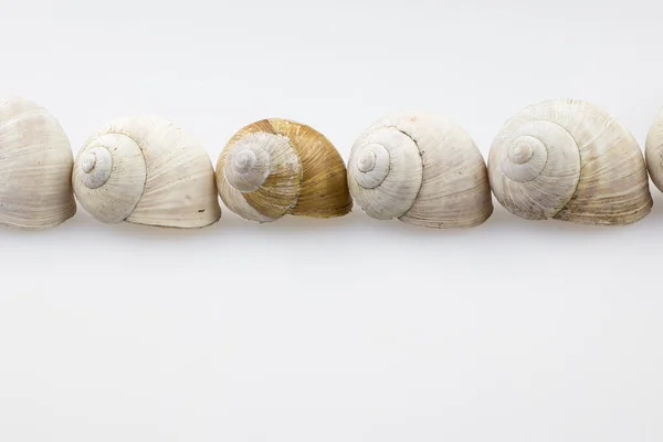 Coquilles d'escargot — Photo