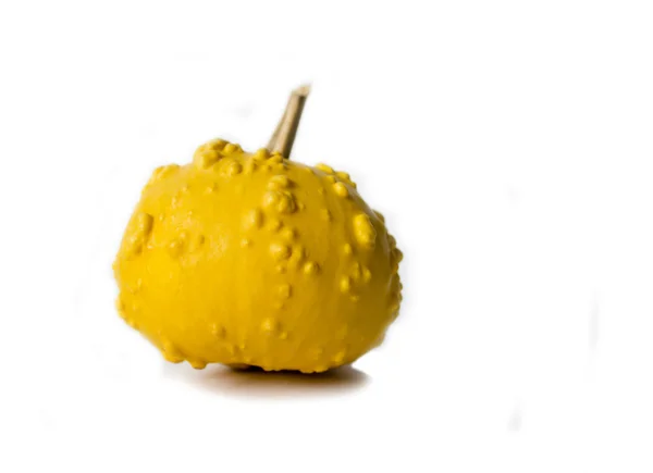 Strange Yellow Warty Pumpkin on a White Background — Stock Photo, Image