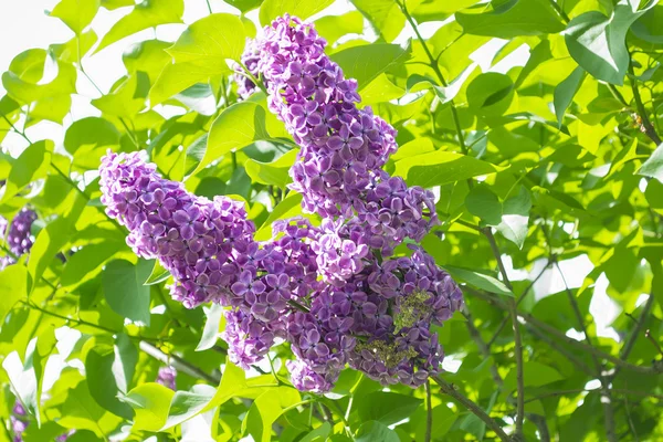 Yeşil yaprakları arka plan üzerinde eflatun çiçekler