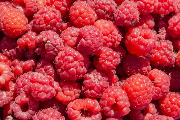 Ahududu arka plan şablonu