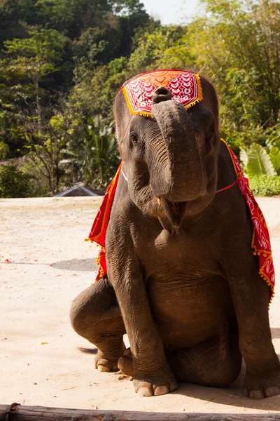 Сидящий слон — стоковое фото