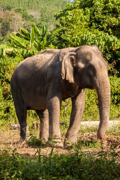 Elefante em pé na grama — Fotografia de Stock