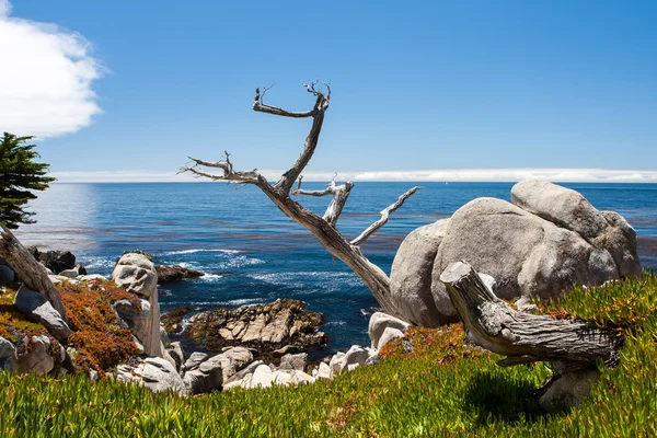 Pescadero noktada 17 kilometre sürücü.